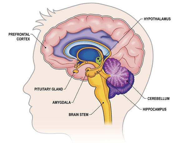 amygdala